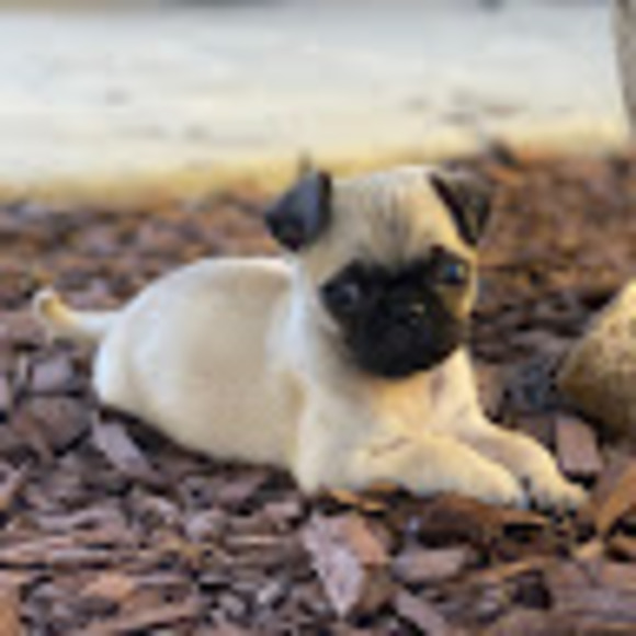 Meet your Posher, Lauren - Picture 1 of 1